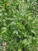 Frene a feuilles etroites, Fraxinus angustifolia (Rhone, 2019-06) (3)